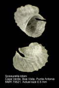 Scissurella lobini